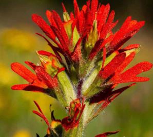 Castilleja Species, Parrothead Indian Paintbrush, Pilose Paintbrush