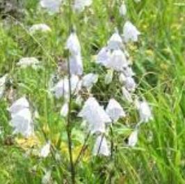 Ladybells, Lady Bells
