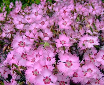 Dianthus Species, Wild Pink, Garden Pink
