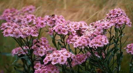 Achillea, Siberian Yarrow Love Parade