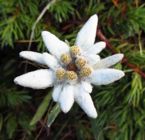 Leontopodium Species, Lemon-Scented Edelweiss, Sweet-Scented Edelweiss