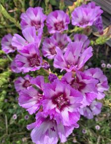 Vine Hill clarkia