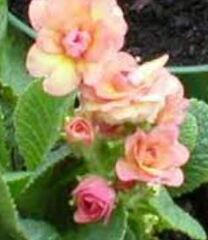 Primula, Double English Primrose 'Ken Dearman'
