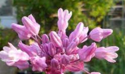 Dichelostemma Species, Twining Snake Lily