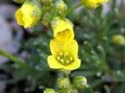 Few-seeded Draba, Yellow Flowered Moss, Comb Draba