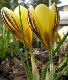 Snow Crocus, Golden Crocus Gypsy Girl