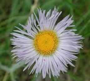 Erigeron Species, Streamside Fleabane