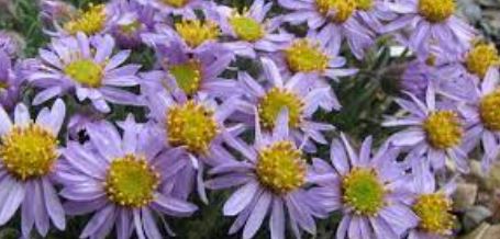 Erigeron Species, Dwarf Fleabane