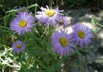 Erigeron Species, Aster Fleabane, Sub-Alpine Daisy, Wandering Fleabane