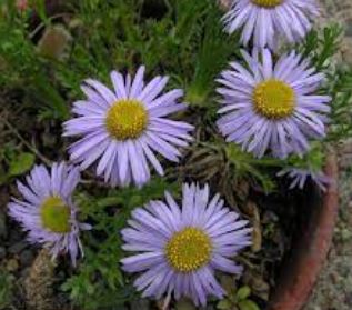 Erigeron Species, Featherleaf Fleabane, Pinnate-Leaved Daisy