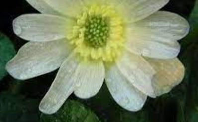 Ficaria, Fig Buttercup, Lesser Celendine, Pilewort Salmons White
