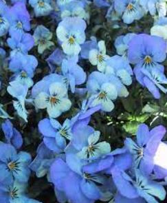 Viola, Horned Violet, Tufted Pansy Penny Azure Wing