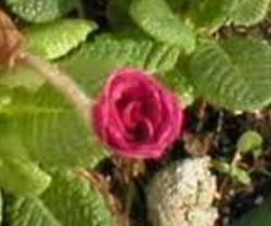 Primula, Double English Primrose Lilian Harvey