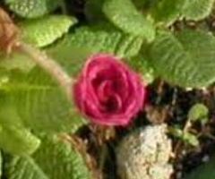 Primula, Double English Primrose 'Lilian Harvey'