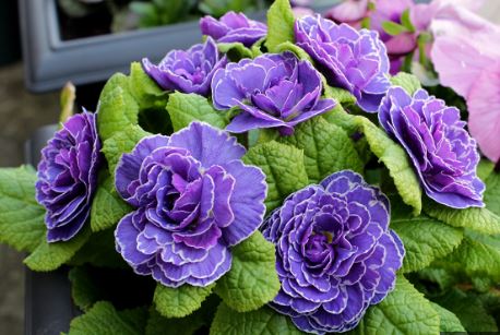 Primula, Double English Primrose Miss Indigo