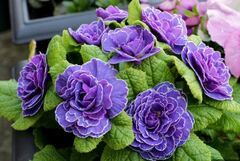 Primula, Double English Primrose 'Miss Indigo'