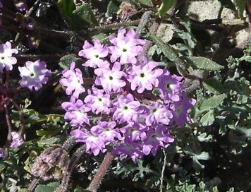 Delphinium Species, Larkspur