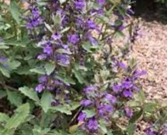 Ajuga Species, Australian Bugleweed, Carpet Bugle