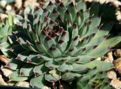 Houseleek, Hen-and-Chickens, Old Man and Woman, Roof House Leek 'Greenii'