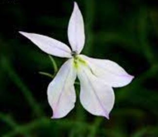 Narrow-leaved Isotome
