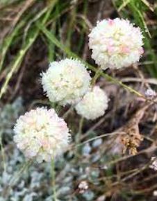 Eriogonum Species, Cushion Buckwheat, Desert Buckwheat, Oval Leaved Eriogonum