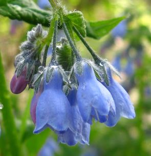 Greenleaf Bluebells, Greenleaf Chimingbells
