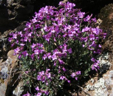 Boechera Species, Brewers Rockcress, Rock Cress