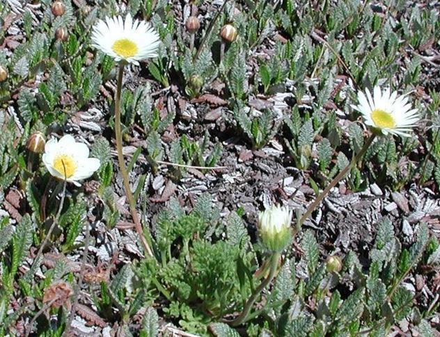 Boechera Species, Shale Barren Rockcress, Rock Cress