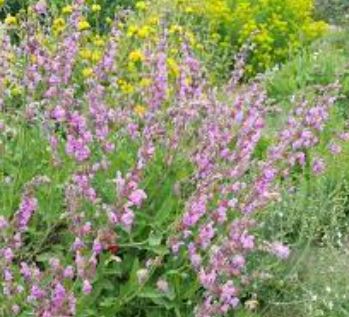 Salvia Species, Turkish Cliff Sage
