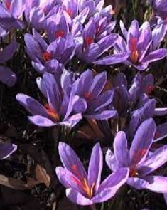 Species Crocus, Ligurian Autumn Crocus