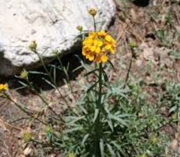 Erysimum Species, Alpine Wallflower, Sanddune Wallflower, Western Wallflower