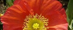 Papaver, Arctic Poppy, Iceland Poppy 'Meadow Pastels'