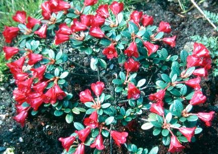 Rhododendron Carmen