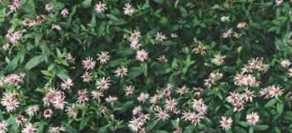 Eurybia Species, Arctic Aster, Siberian Aster