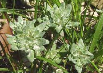 Diaperia Species, Bighead Pygmy Cudweed, Rabbit Tobacco