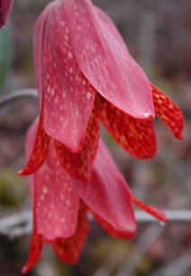 Fritillaria Species, Gentners Fritillary