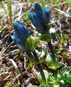 Gentiana Species, Glaucous Gentian, Inky Gentian, Pale Gentian