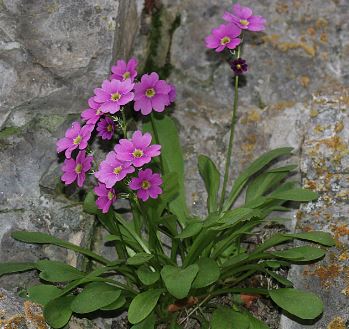 Primula Species, Maguires Primrose