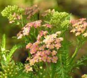 Achillea, Yarrow, Milfoil, Soldiers Woundwort, Staunchweed Heidi