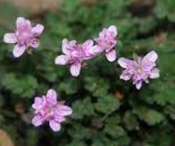 Erodium, Alpine Geranium, Cranesbill, Storksbill Flora-Plena
