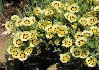 Halimiocistus, Rockrose, Rock Rose, Winton Halimiocistus Merrist Wood Cream