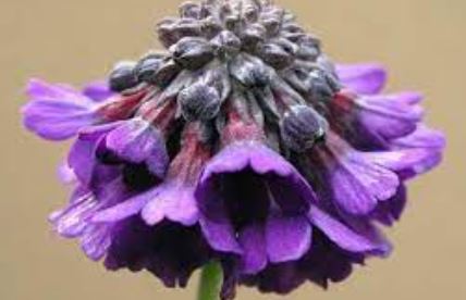 Primula Species, Asiatic Primrose, Capitata Primula, Round-Headed Himalayan Primrose