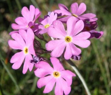Primula Species, Birds-Eye Primrose, Farinosae Primula, Leafy Primrose