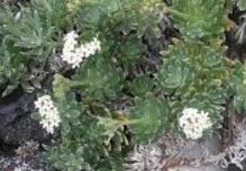 Heliotropium Species, Pacific Heliotrope, Polynesian Heliotrope