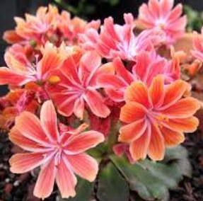 Lewisia, Cliff Maids, Siskiyou Lewisia, Siskiyou Bitterroot Sunset Strain