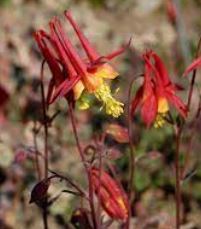 Aquilegia Species, Mexican Columbine, Skinners Columbine