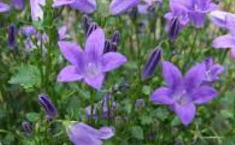 Campanula, Dalmation Bellflower, Wall Bellflower, Adria Bellflower Blue Rose