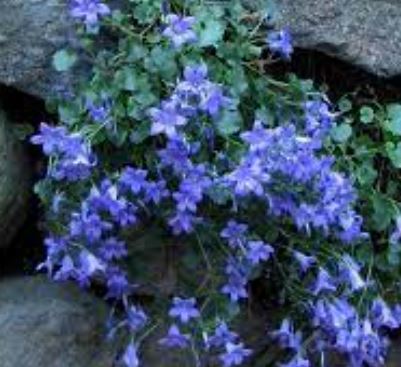 Campanula, Adria Bellflower, Dalmation Bellflower, Wall Bellflower Resholdts Variety