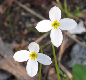 Corrells bluet