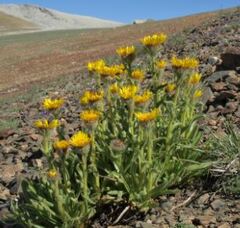 Pacific Hulsea, Alpine Gold, Alpine Hulsea
